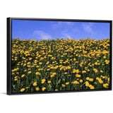 "Close-up of dandelion flowers in a field, Iceland" Black Float Frame Canvas Art