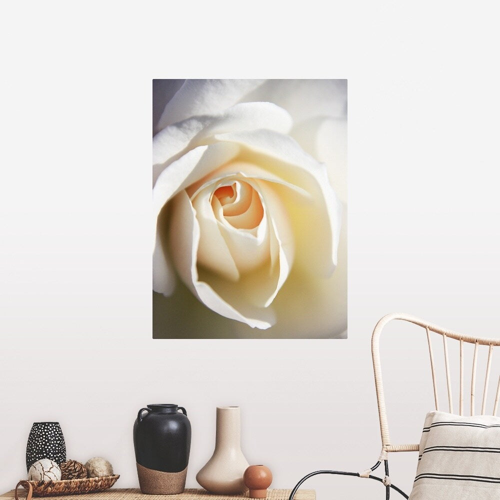 "Close up of white Iceberg rose." Poster Print - Multi