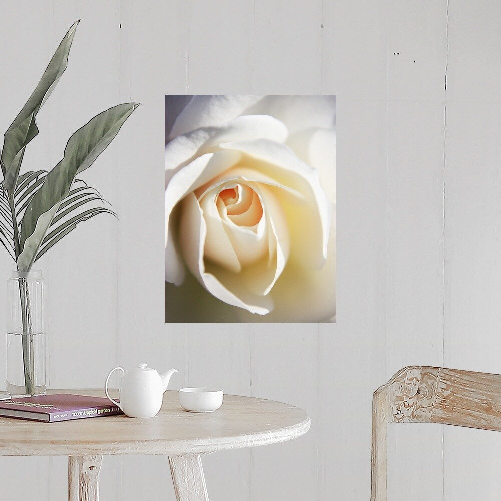 "Close up of white Iceberg rose." Poster Print - Multi