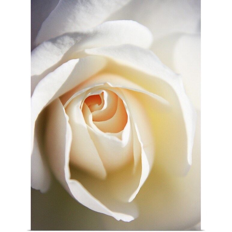 "Close up of white Iceberg rose." Poster Print - Multi