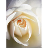 "Close up of white Iceberg rose." Poster Print - Multi