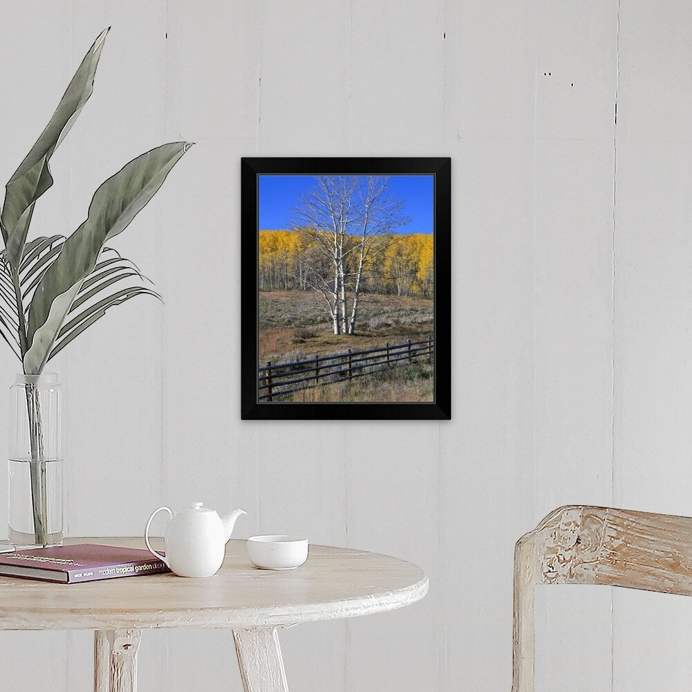 "Colorado, Aspen tree and fence" Black Framed Print
