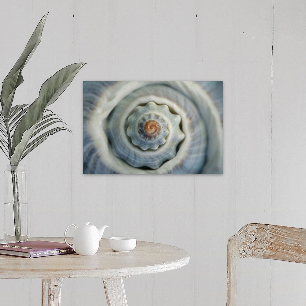 "Colorful conch shell spiral, Vienna, Austria" Canvas Wall Art