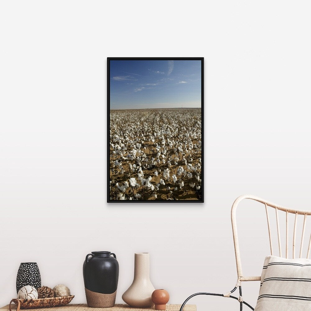 "Cotton plants in a field, Wellington, Texas" Black Float Frame Canvas Art