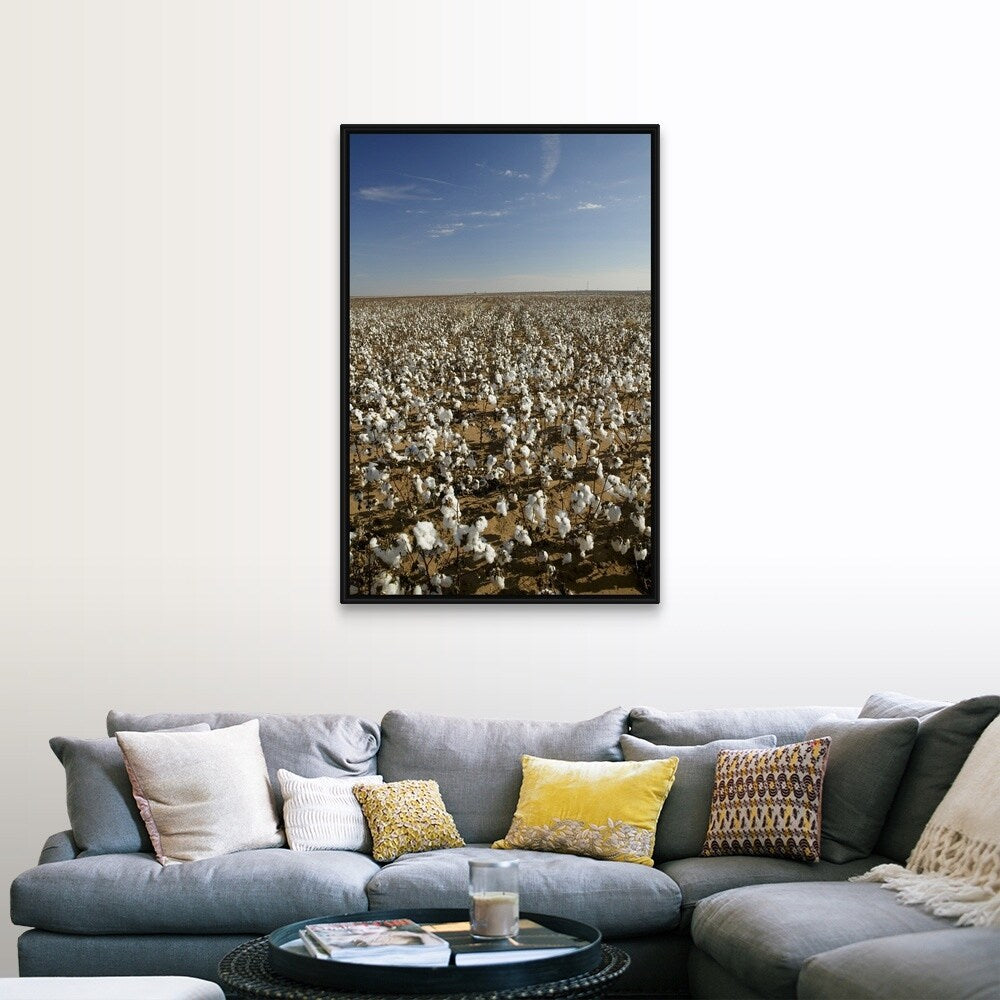 "Cotton plants in a field, Wellington, Texas" Black Float Frame Canvas Art