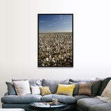 "Cotton plants in a field, Wellington, Texas" Black Float Frame Canvas Art