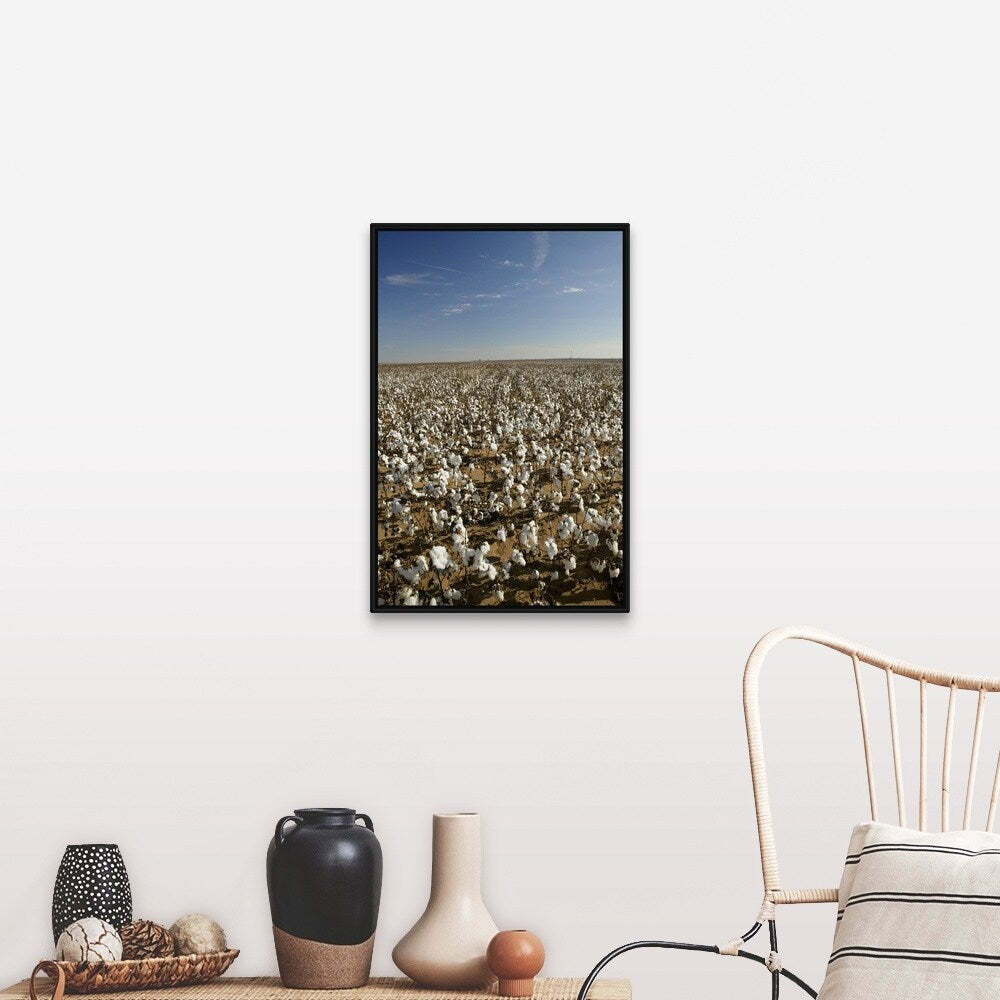 "Cotton plants in a field, Wellington, Texas" Black Float Frame Canvas Art
