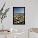 "Cotton plants in a field, Wellington, Texas" Black Float Frame Canvas Art