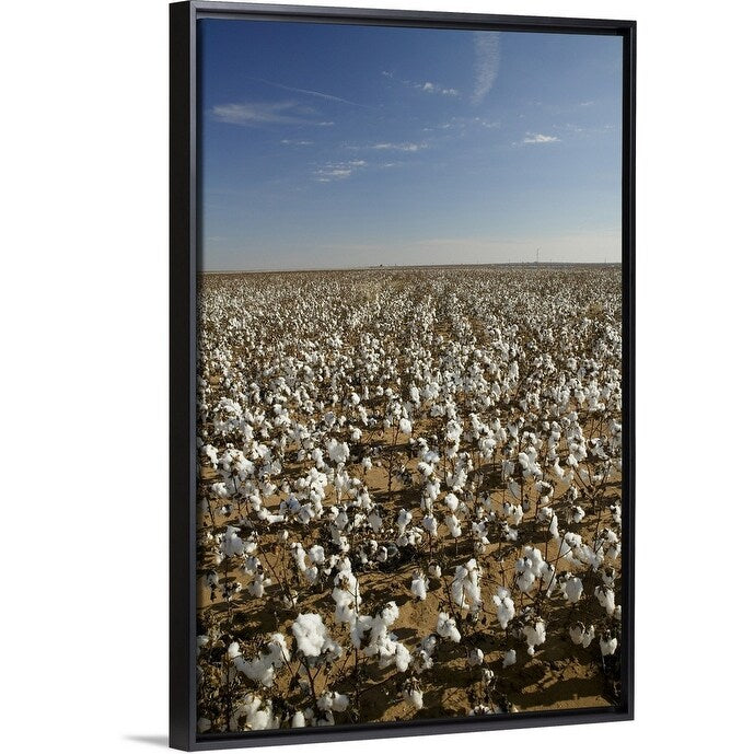 "Cotton plants in a field, Wellington, Texas" Black Float Frame Canvas Art