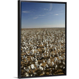 "Cotton plants in a field, Wellington, Texas" Black Float Frame Canvas Art