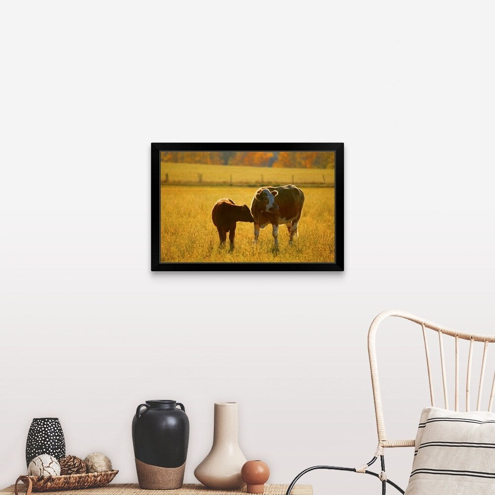 "Cows at pasture" Black Framed Print