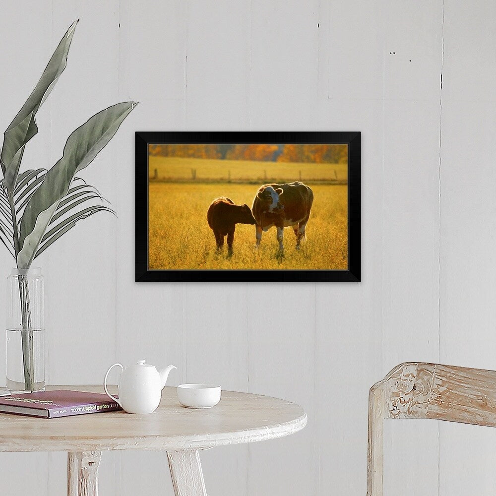 "Cows at pasture" Black Framed Print