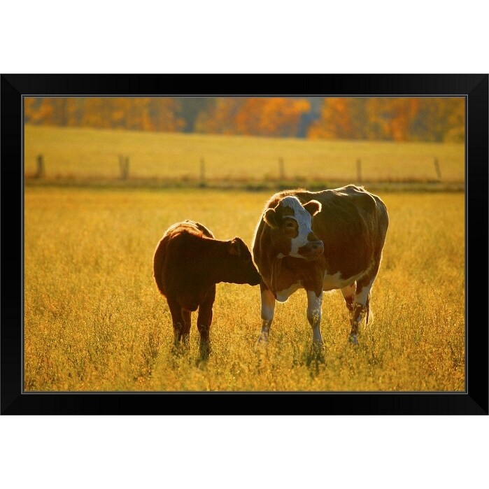 "Cows at pasture" Black Framed Print