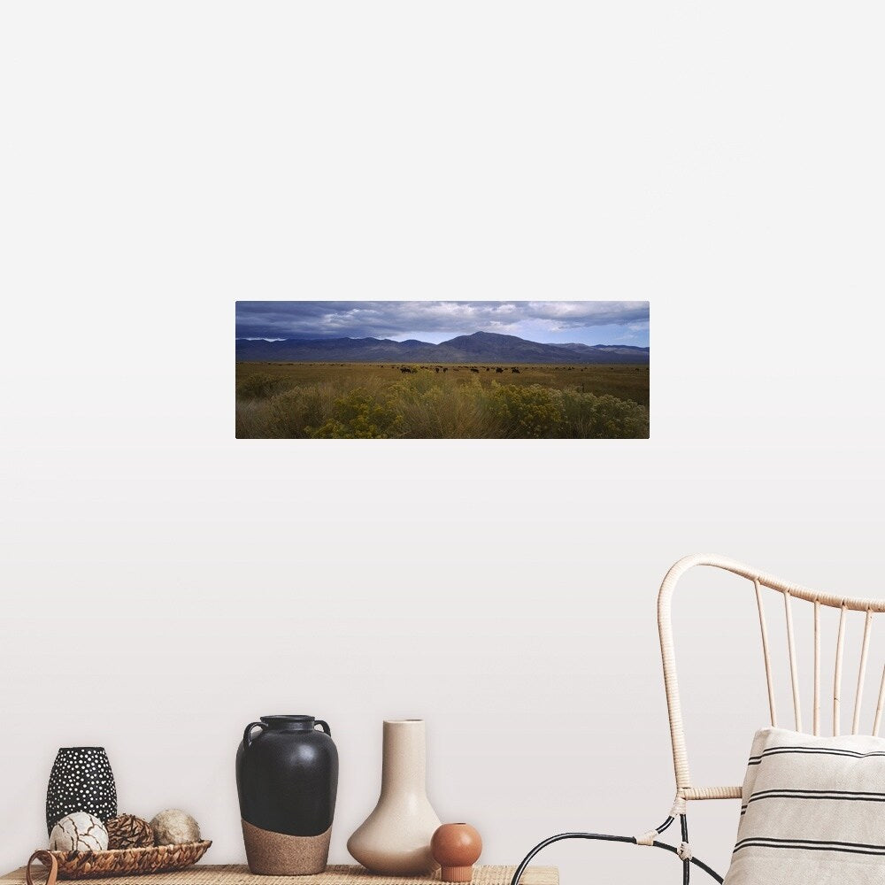 "Cows grazing in a field, Bishop, California" Poster Print