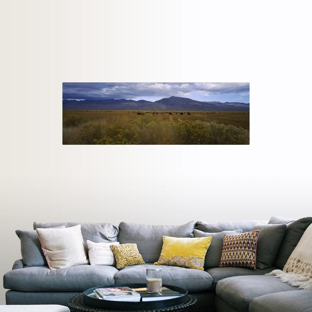 "Cows grazing in a field, Bishop, California" Poster Print