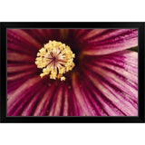 "Detail Of Tree Mallow Pistil-Stamen (Lavatera Assurgentiflora)" Black Framed Print
