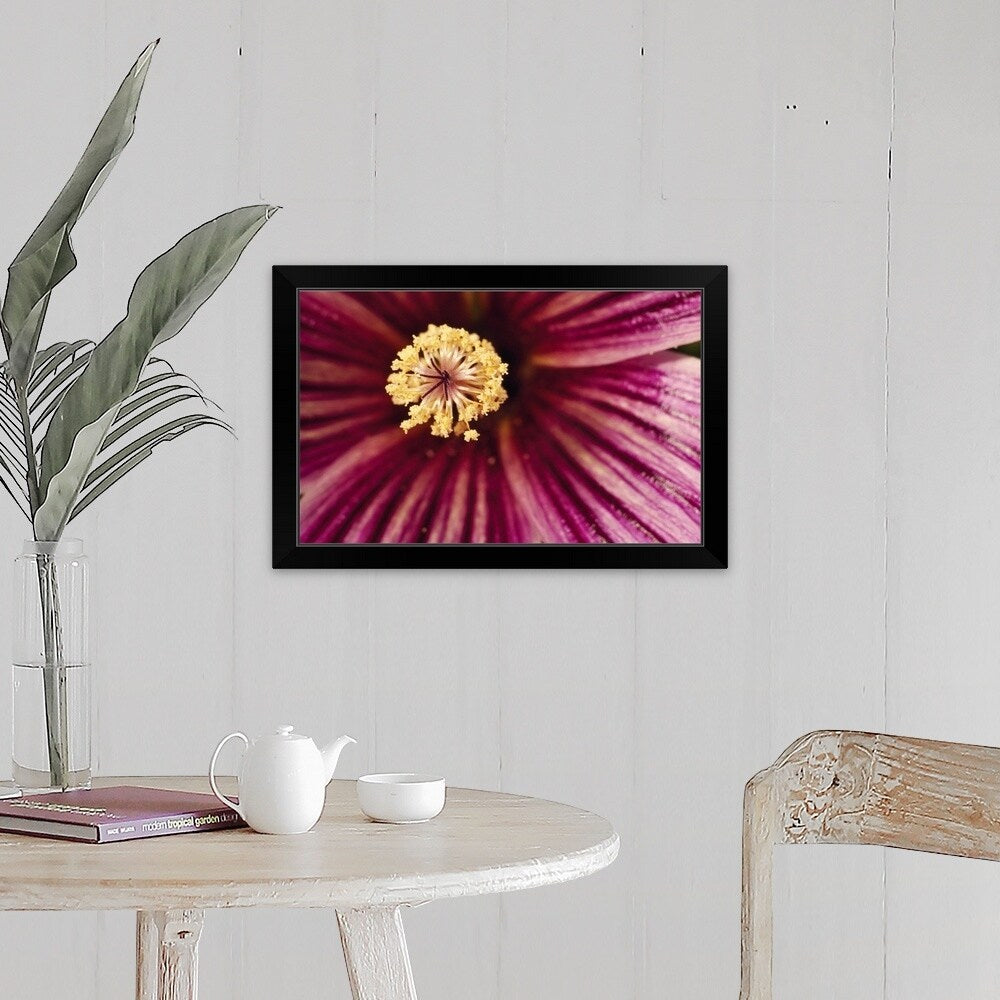 "Detail Of Tree Mallow Pistil-Stamen (Lavatera Assurgentiflora)" Black Framed Print
