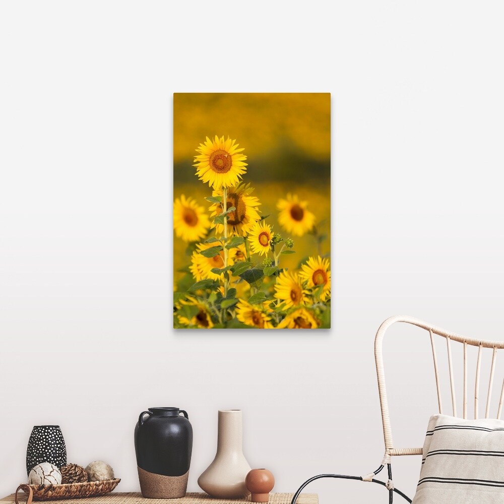 "Fields of sunflowers in the early morning sunshine around the town of Cetona," Canvas Wall Art