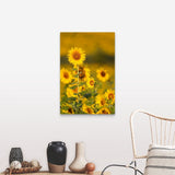 "Fields of sunflowers in the early morning sunshine around the town of Cetona," Canvas Wall Art
