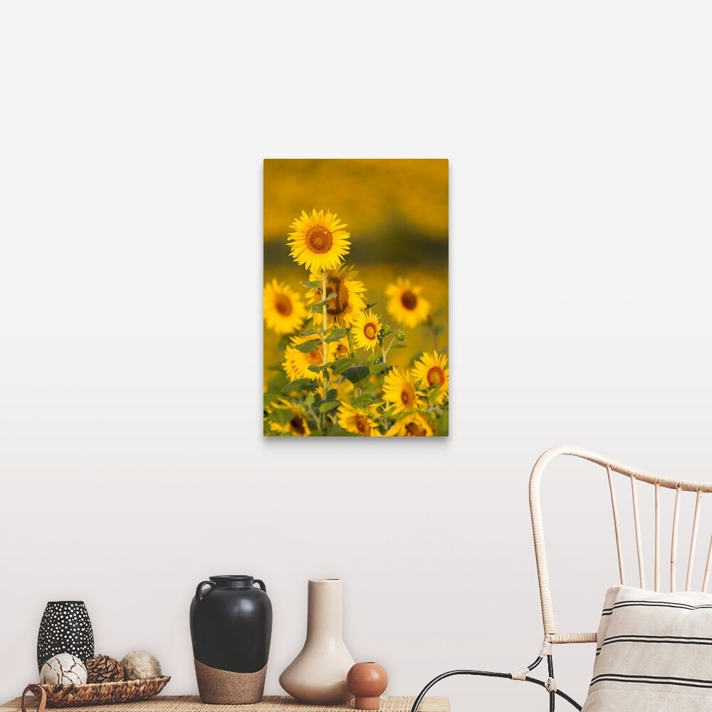 "Fields of sunflowers in the early morning sunshine around the town of Cetona," Canvas Wall Art