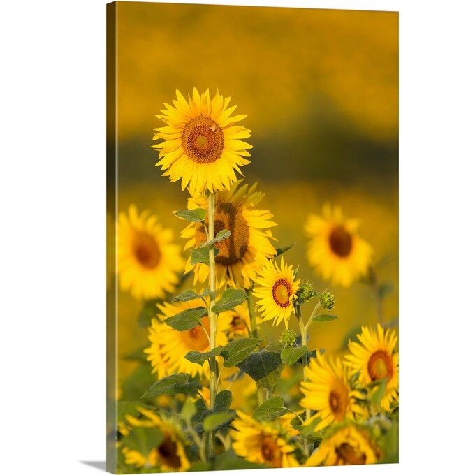 "Fields of sunflowers in the early morning sunshine around the town of Cetona," Canvas Wall Art