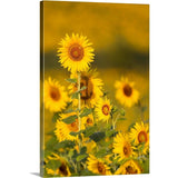 "Fields of sunflowers in the early morning sunshine around the town of Cetona," Canvas Wall Art
