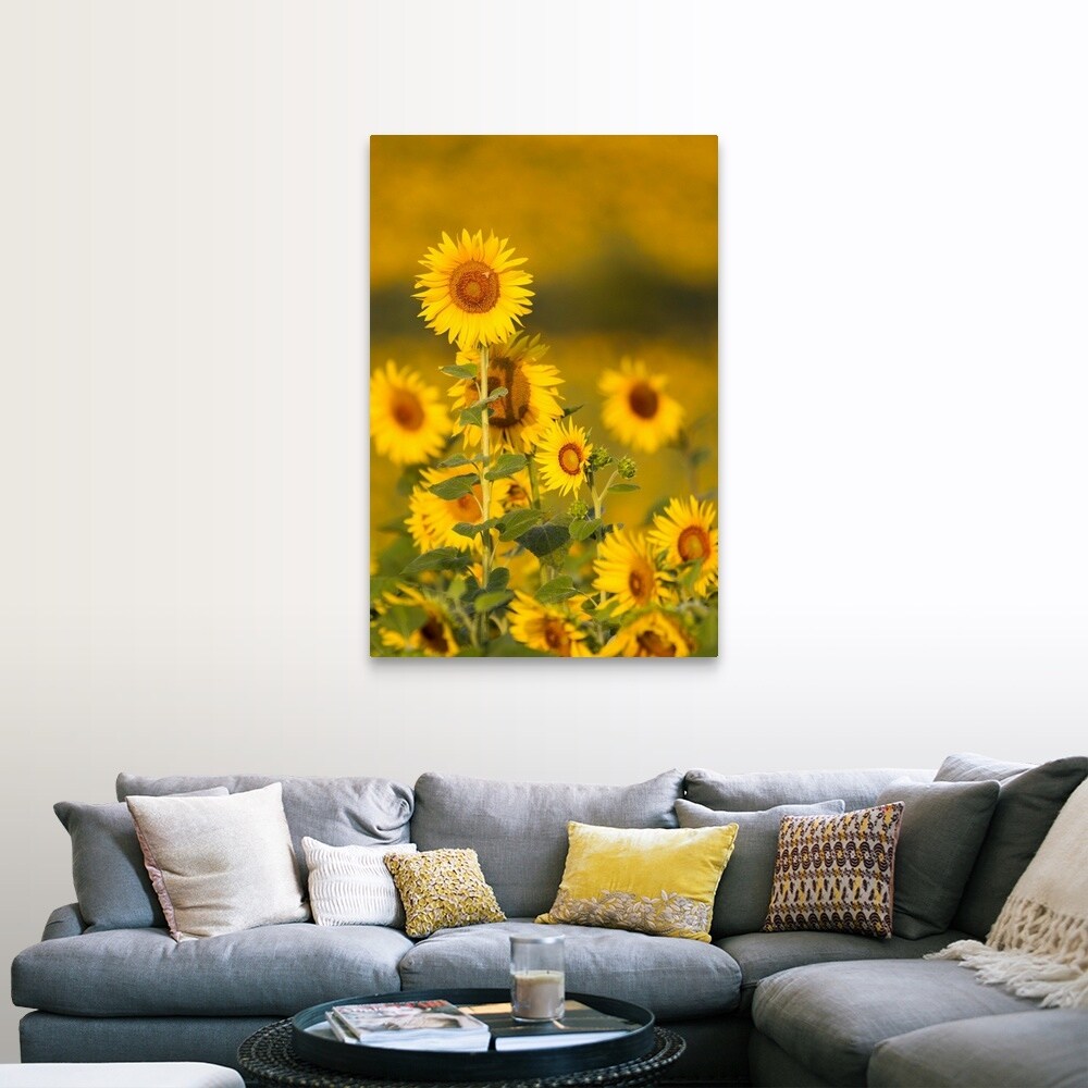 "Fields of sunflowers in the early morning sunshine around the town of Cetona," Canvas Wall Art