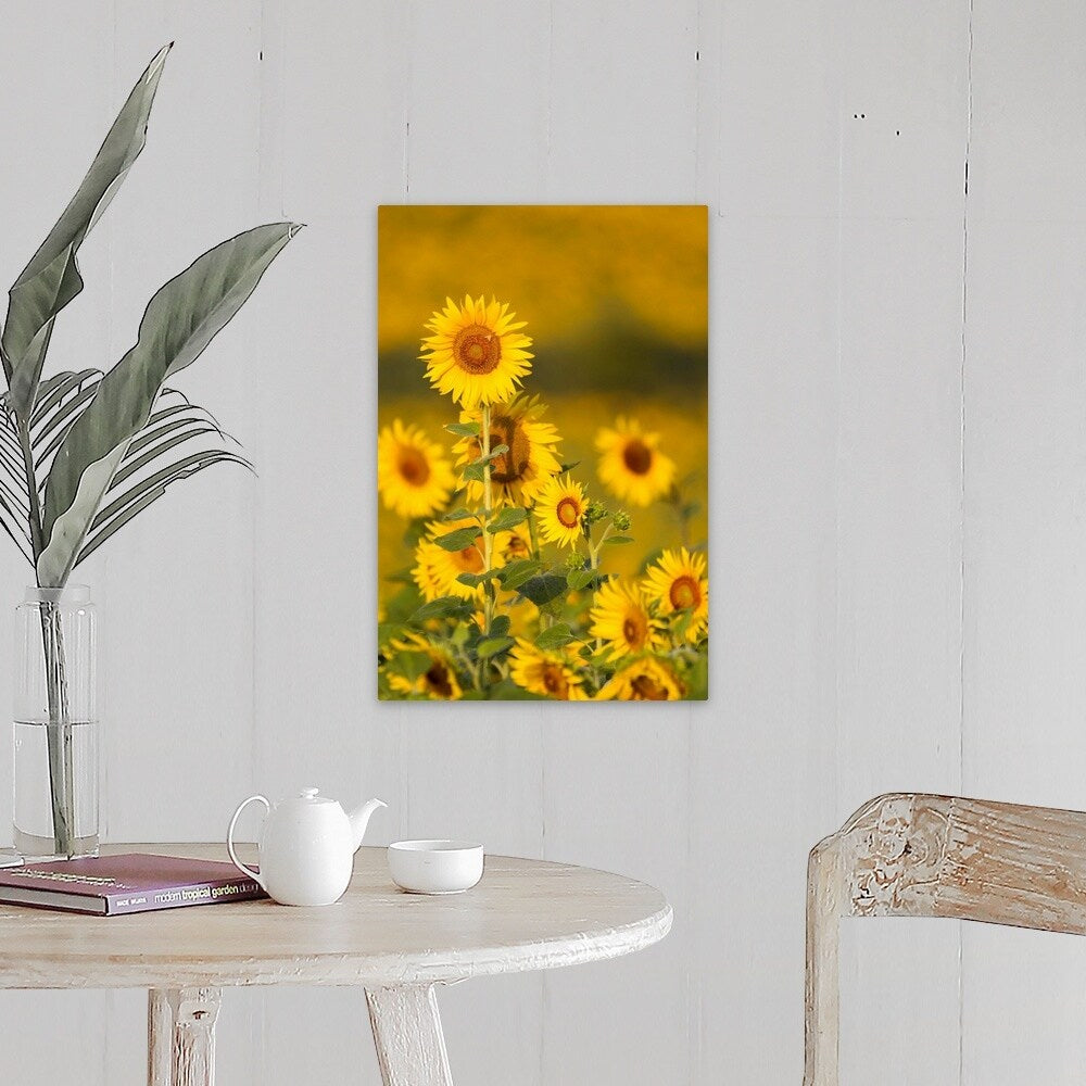 "Fields of sunflowers in the early morning sunshine around the town of Cetona," Canvas Wall Art