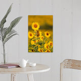 "Fields of sunflowers in the early morning sunshine around the town of Cetona," Canvas Wall Art