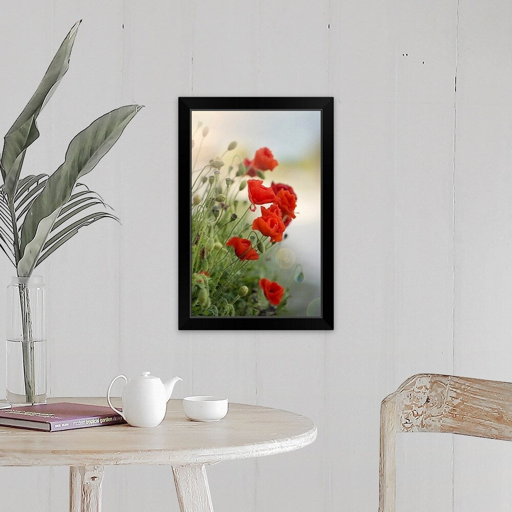 "Flanders poppy with sun flare." Black Framed Print