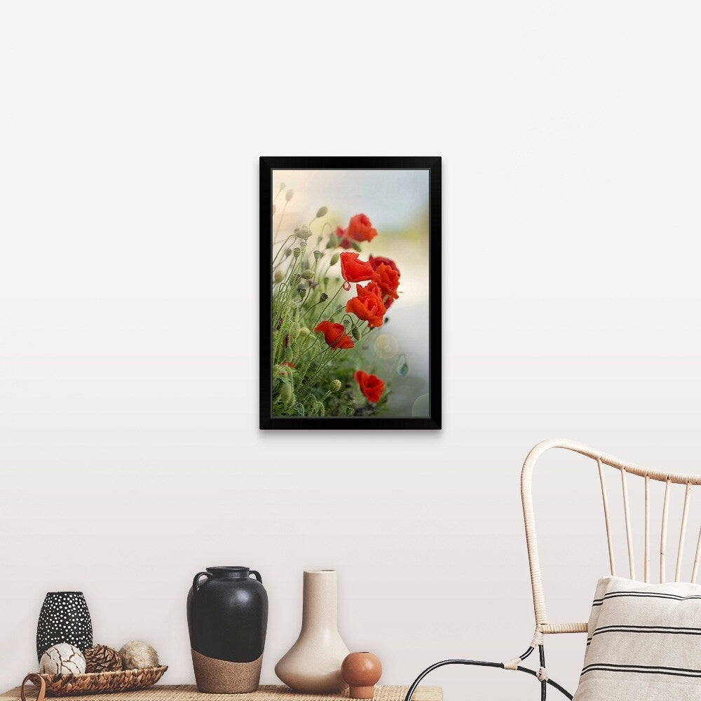 "Flanders poppy with sun flare." Black Framed Print