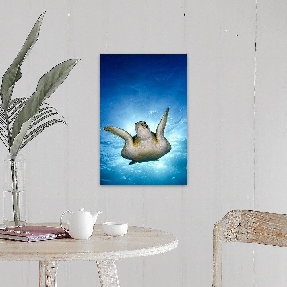 "Green turtle, Cancun, Mexico" Canvas Wall Art