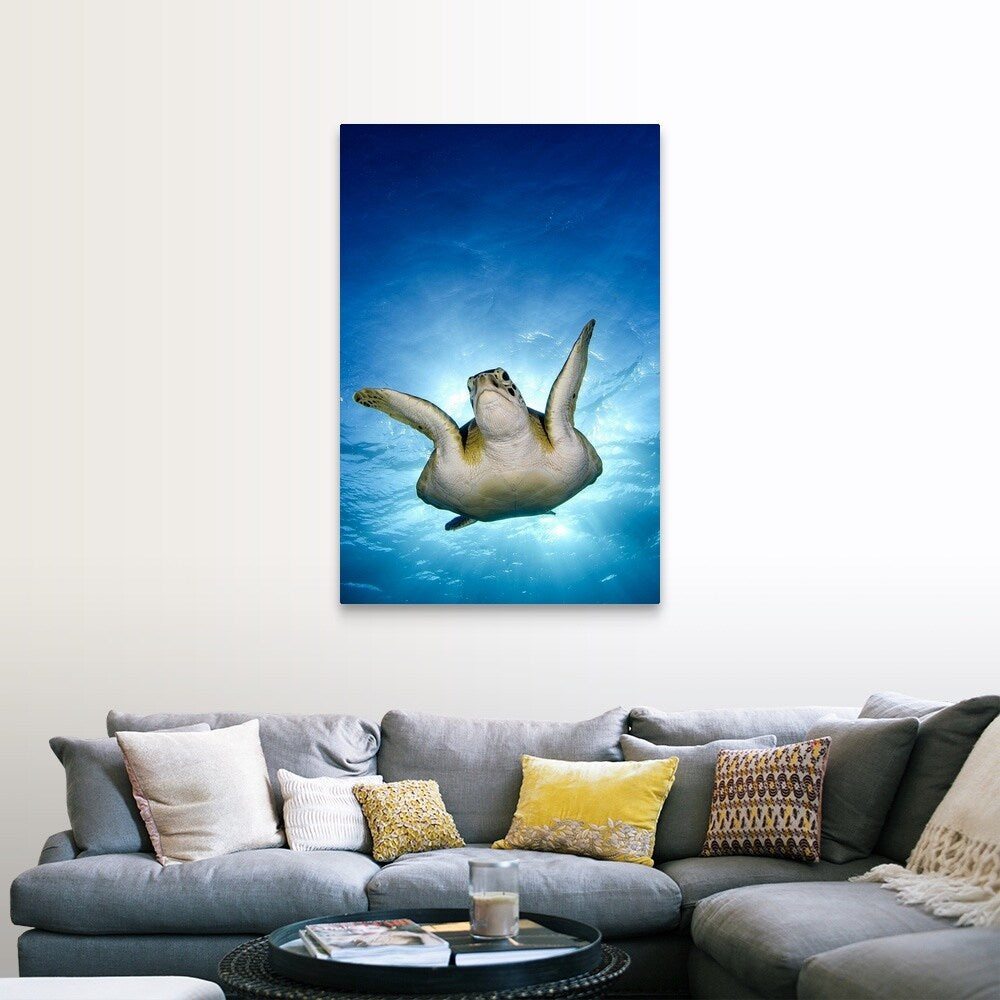"Green turtle, Cancun, Mexico" Canvas Wall Art