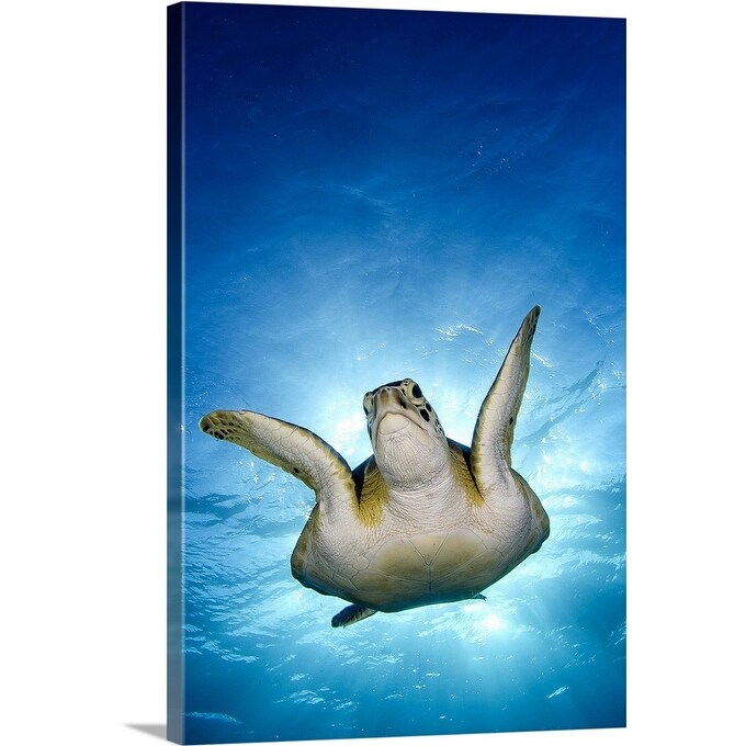 "Green turtle, Cancun, Mexico" Canvas Wall Art