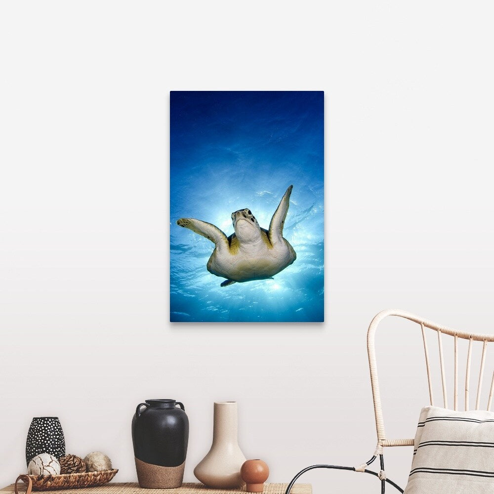"Green turtle, Cancun, Mexico" Canvas Wall Art
