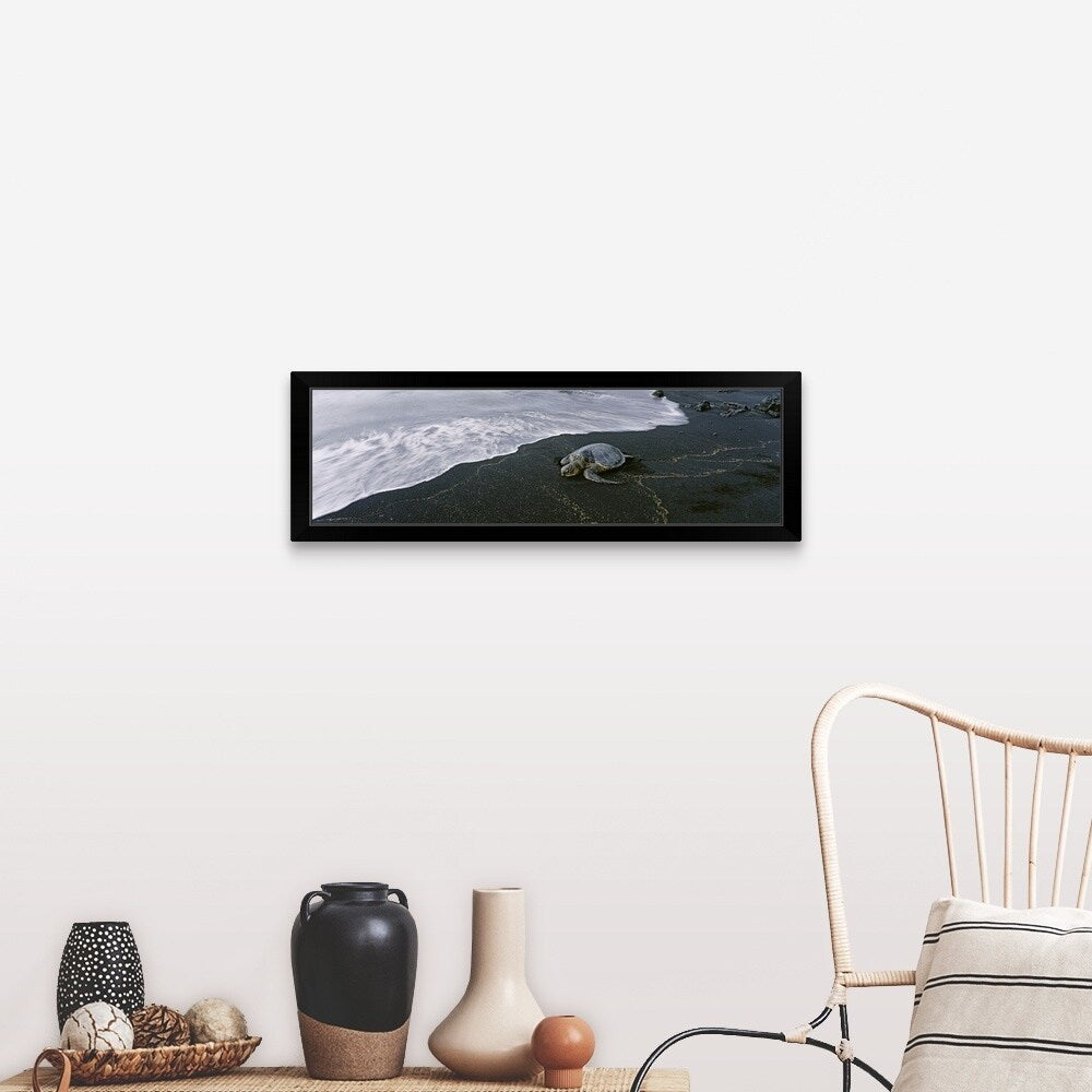 "Hawksbill Turtle on the beach, Punalu'u Black Sand Beach, Big Island, Hawaii" Black Framed Print