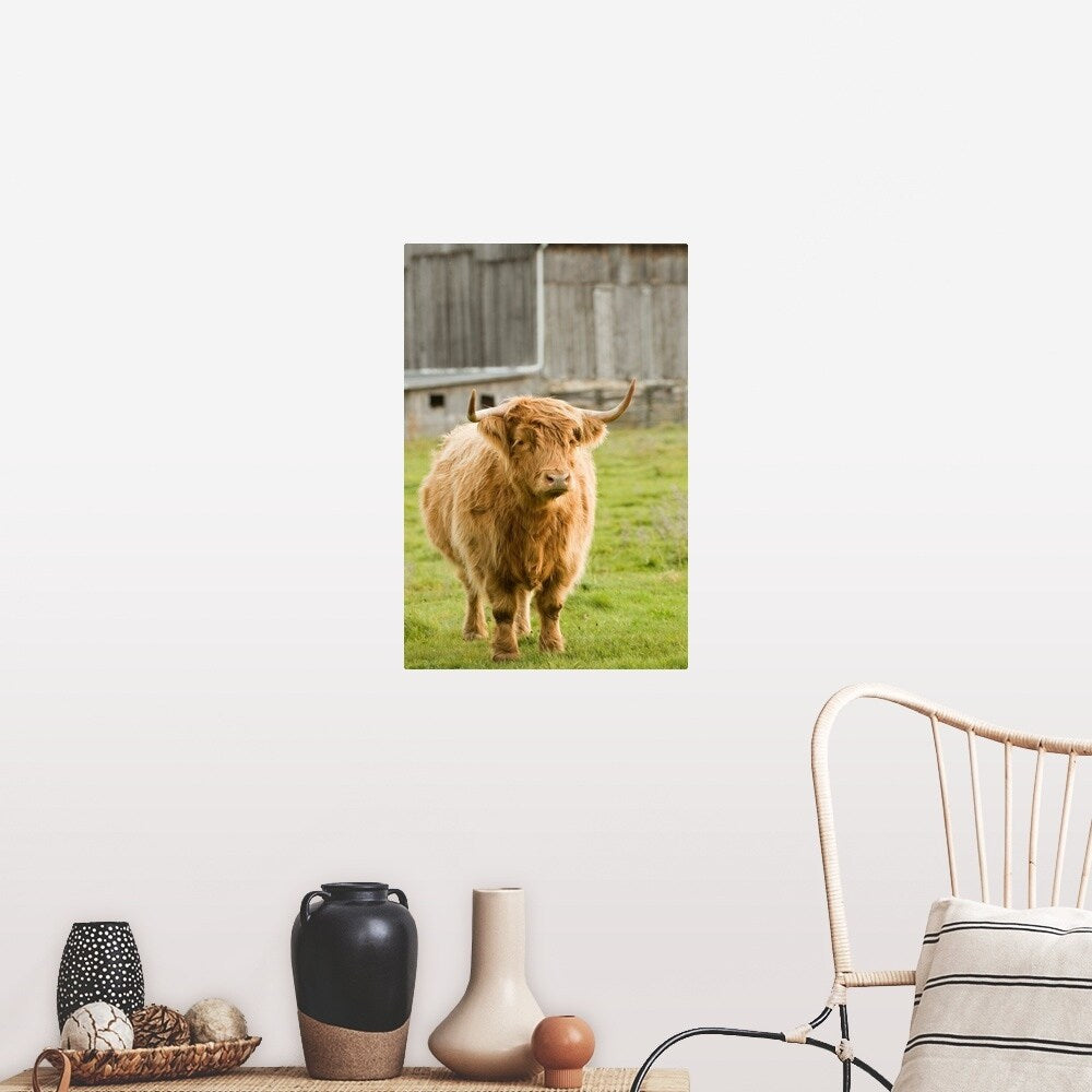 "Highland Cattle in Pasture, Burnt River, Ontario, Canada" Poster Print - Multi