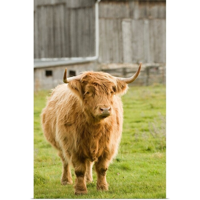 "Highland Cattle in Pasture, Burnt River, Ontario, Canada" Poster Print - Multi