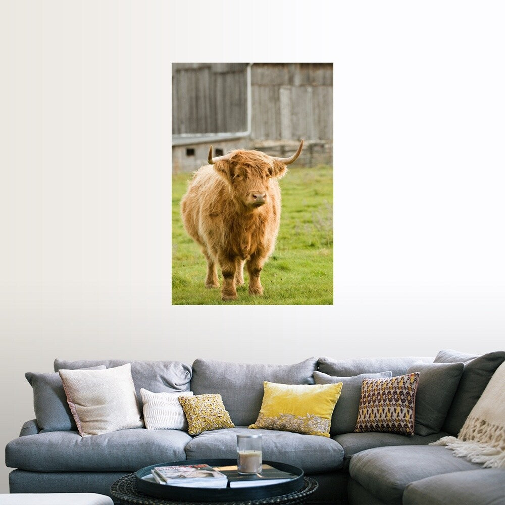 "Highland Cattle in Pasture, Burnt River, Ontario, Canada" Poster Print - Multi
