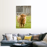 "Highland Cattle in Pasture, Burnt River, Ontario, Canada" Poster Print - Multi