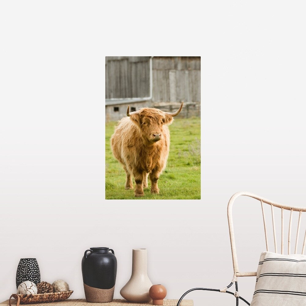 "Highland Cattle in Pasture, Burnt River, Ontario, Canada" Poster Print - Multi