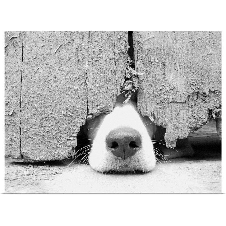 "Hunting puppy pokes nose out from under the barn door." Poster Print - Multi