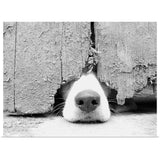 "Hunting puppy pokes nose out from under the barn door." Poster Print - Multi