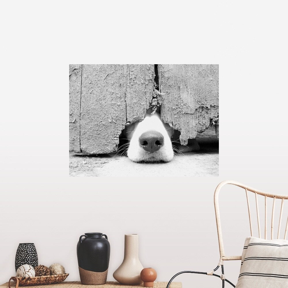 "Hunting puppy pokes nose out from under the barn door." Poster Print - Multi