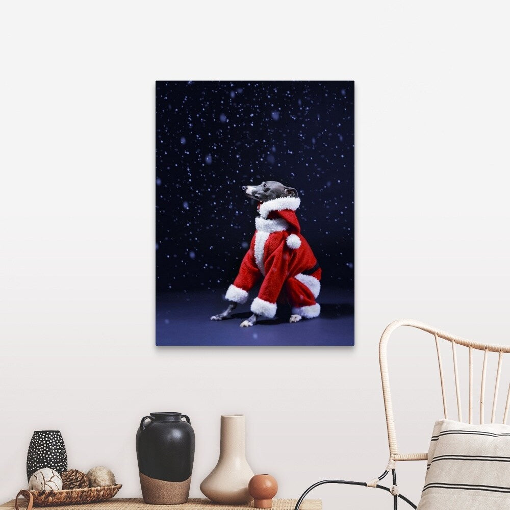 "Italian greyhound wearing a Santa Claus suit" Canvas Wall Art