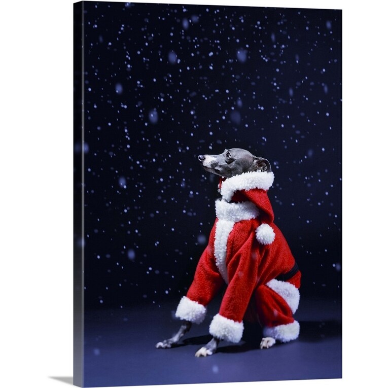 "Italian greyhound wearing a Santa Claus suit" Canvas Wall Art