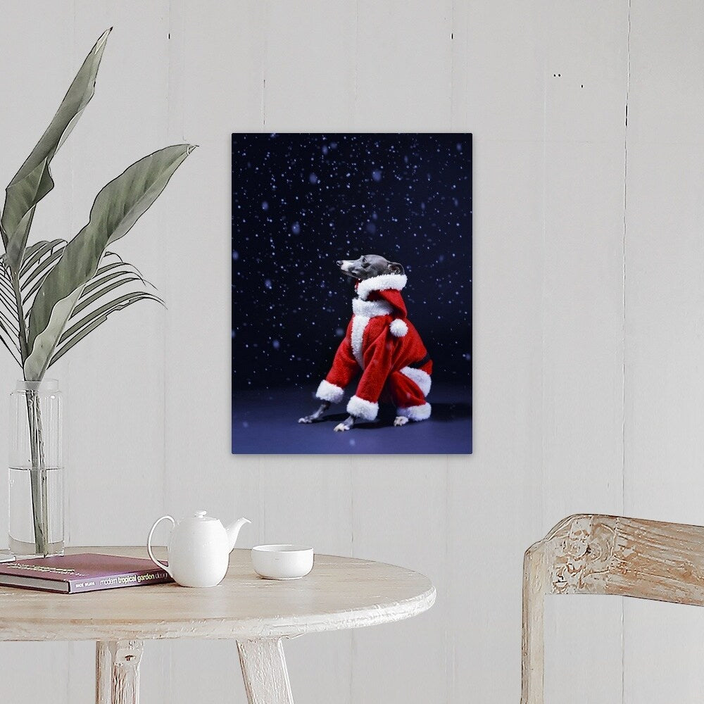 "Italian greyhound wearing a Santa Claus suit" Canvas Wall Art