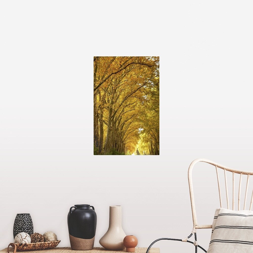 "Lane of plane trees." Poster Print - Multi