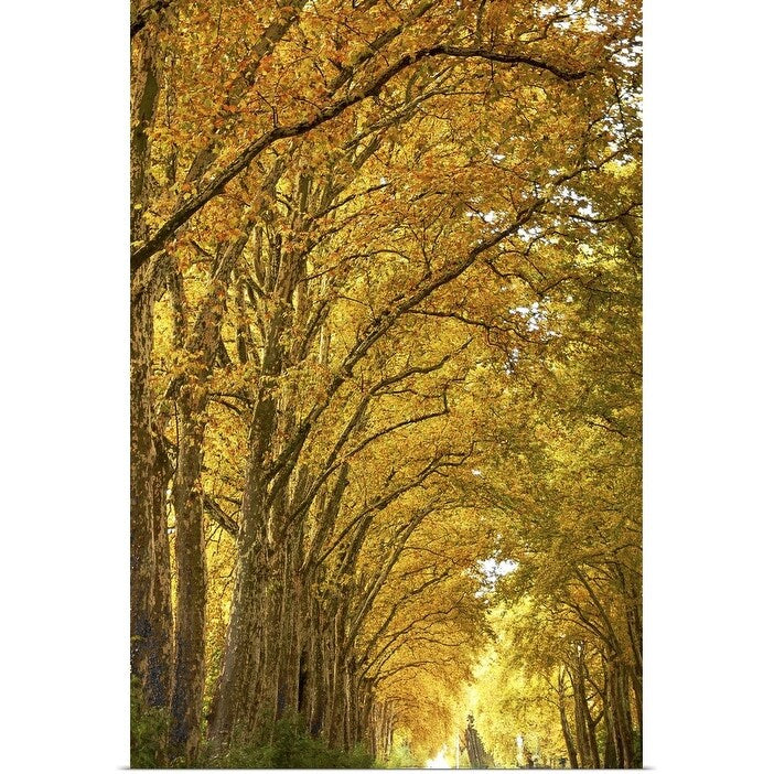"Lane of plane trees." Poster Print - Multi