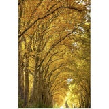 "Lane of plane trees." Poster Print - Multi
